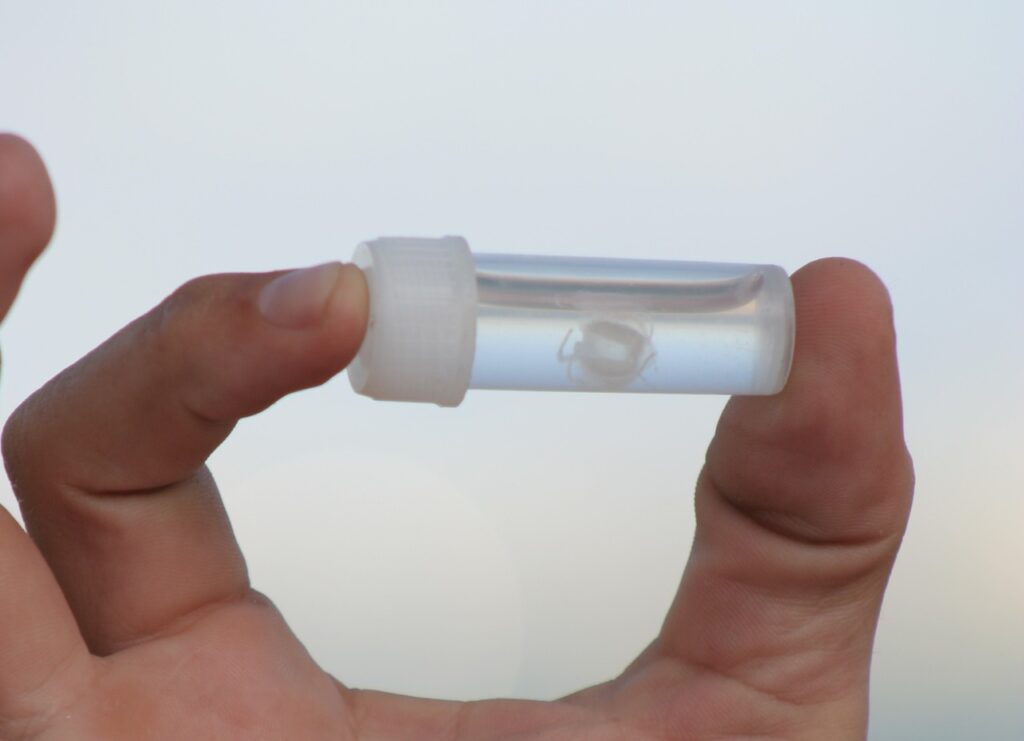 An Irukandji Jellyfish in a bottle