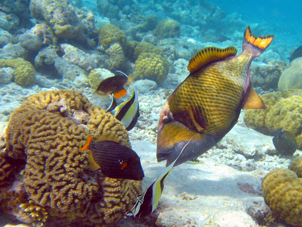 A Titan Triggerfish