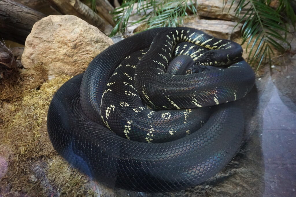 A Bolen's Python