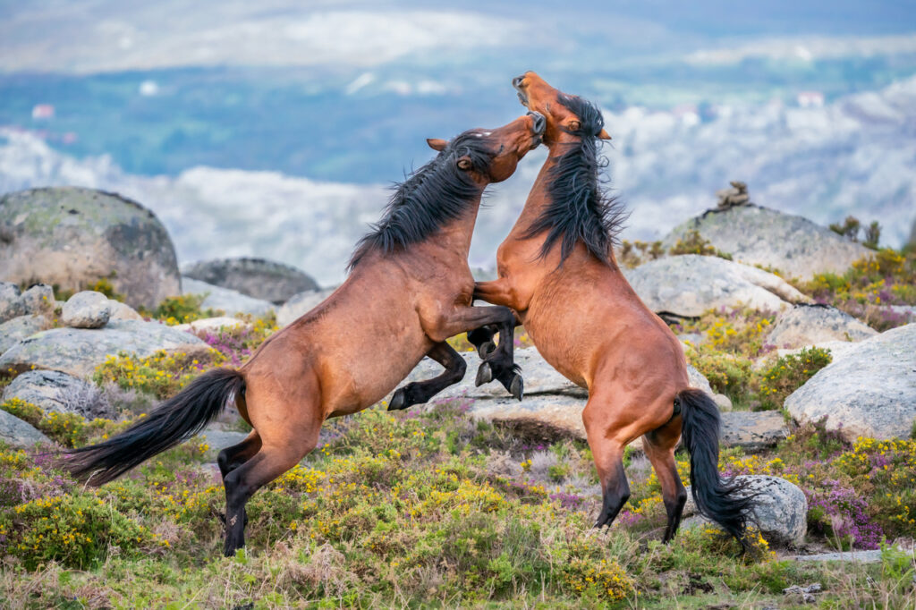A couple of Gerrano Horses