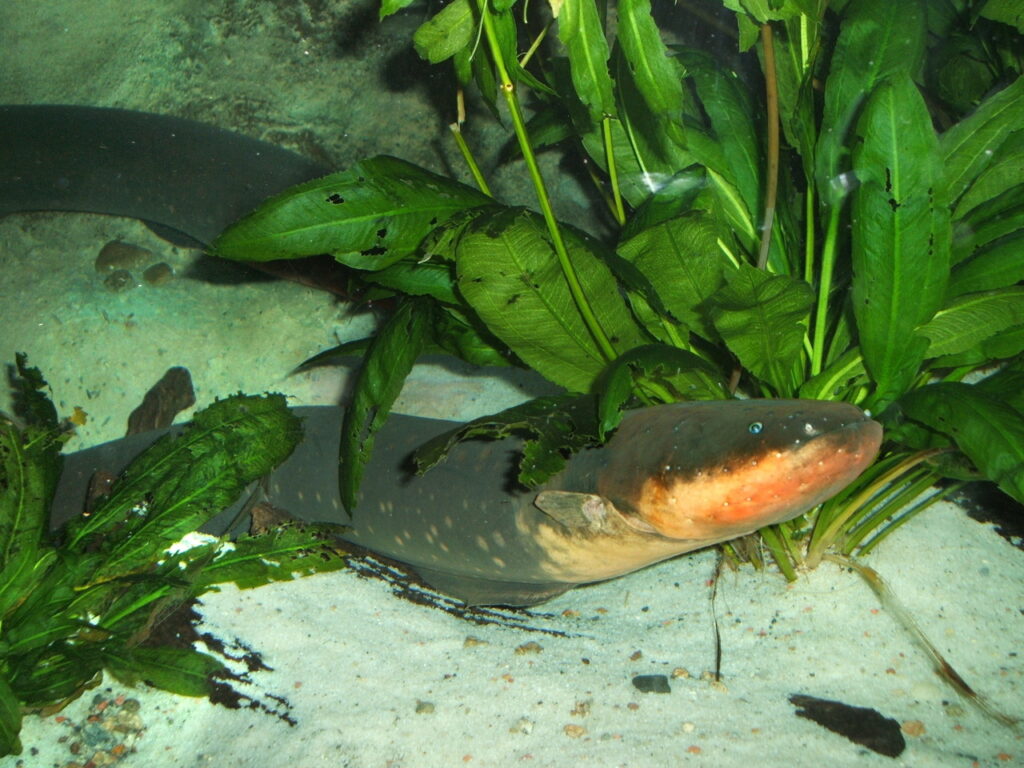 An Electric Eel