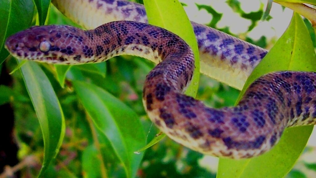 A Spotted Python