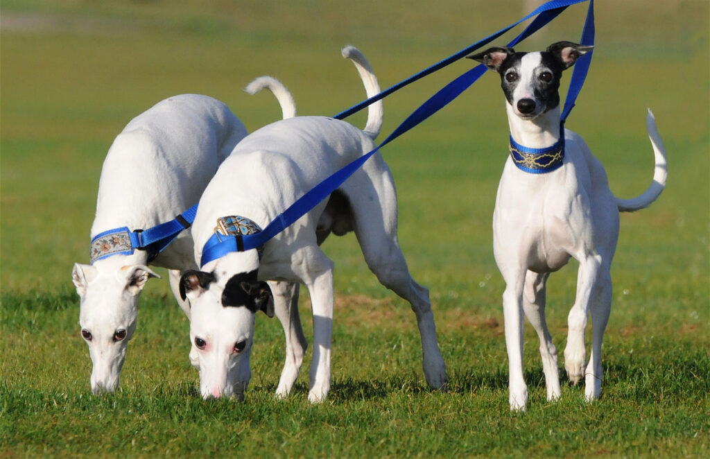 A pack of English Whippets