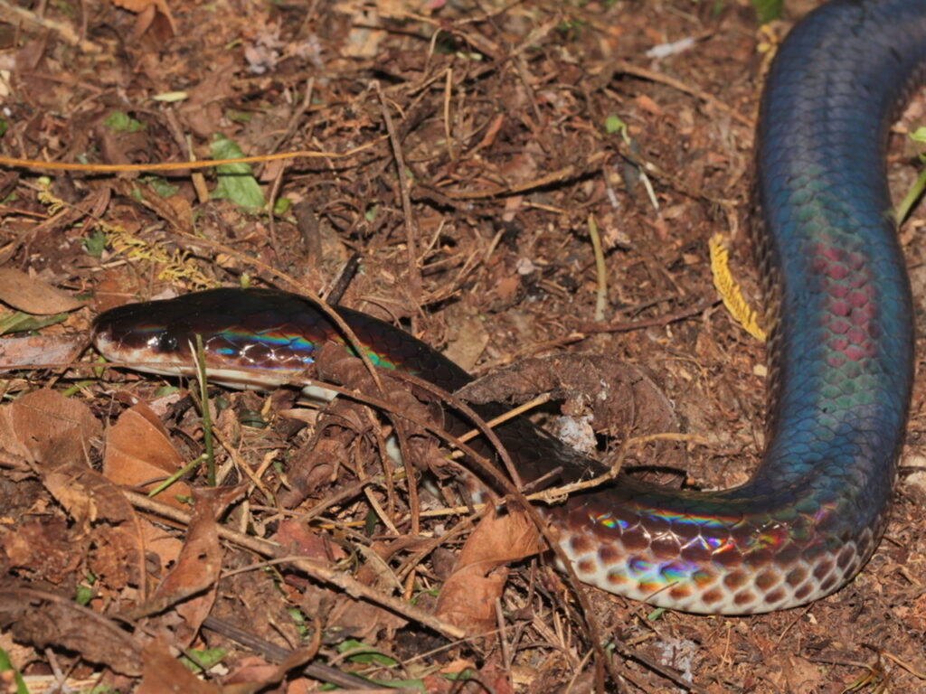 A Sunbeam Snake