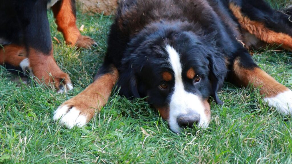 Bernese Mountain Dog