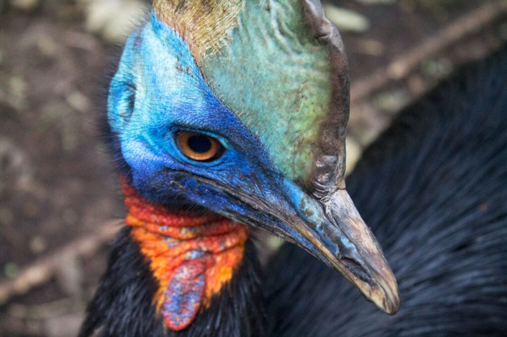 Cassowary