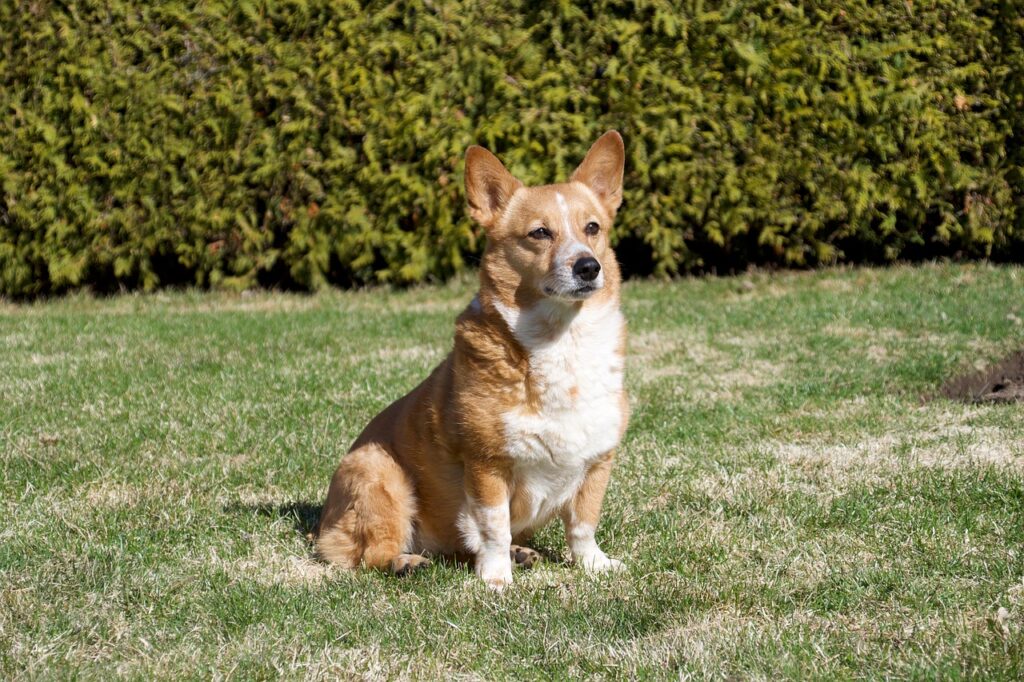 Corgi