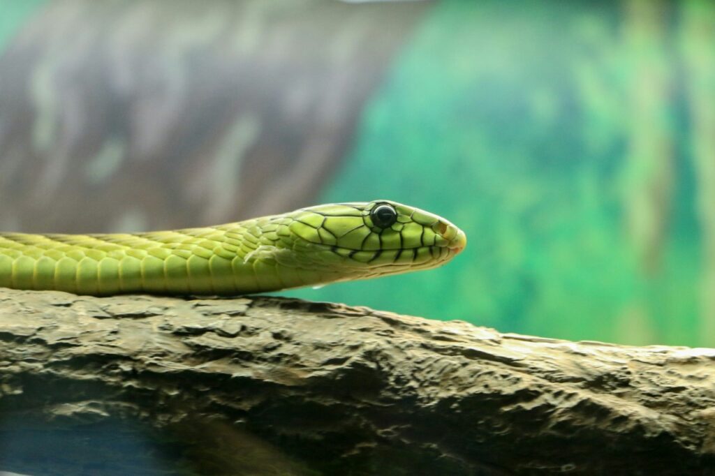 Pet snake