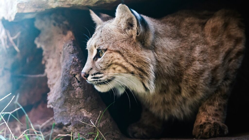 Bobcat