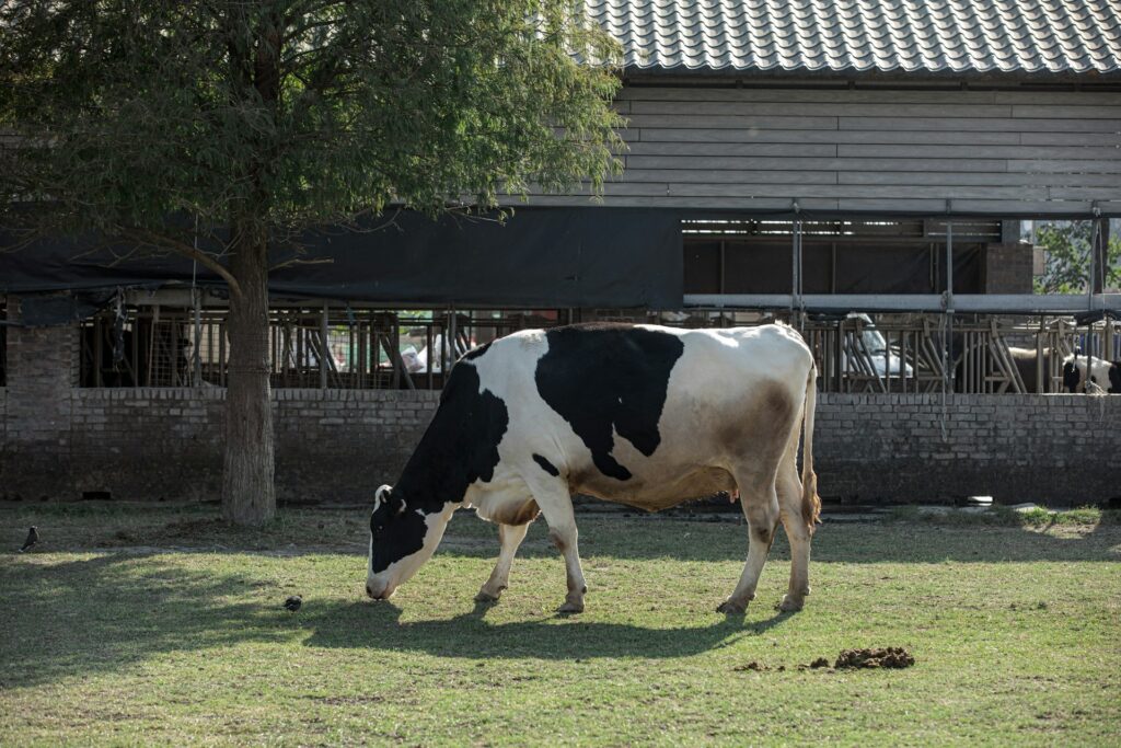 Cow farm space