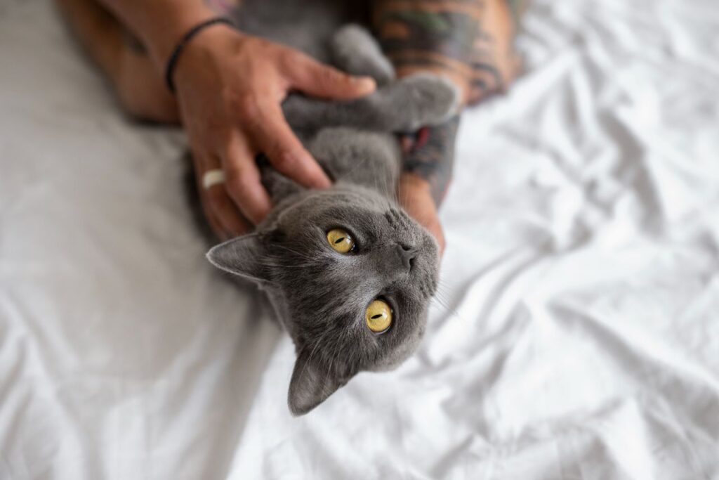 Chartreux