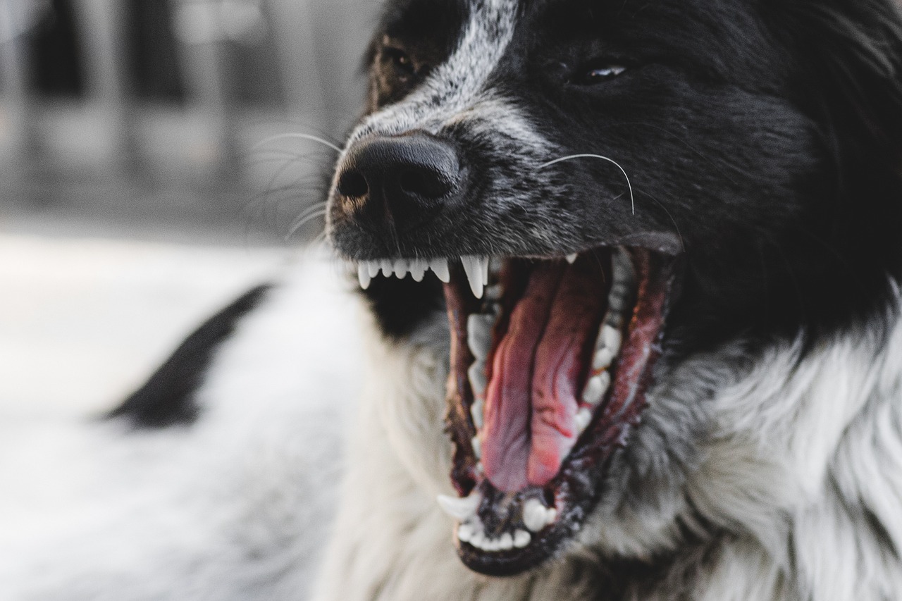 A Dog barking