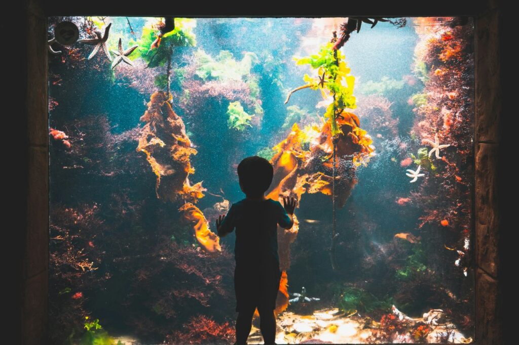 Child watching fish