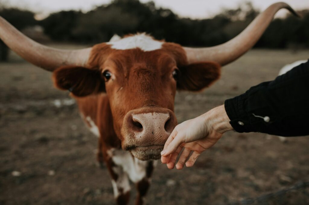 Loving Cow