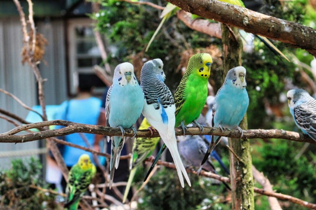 Budgies