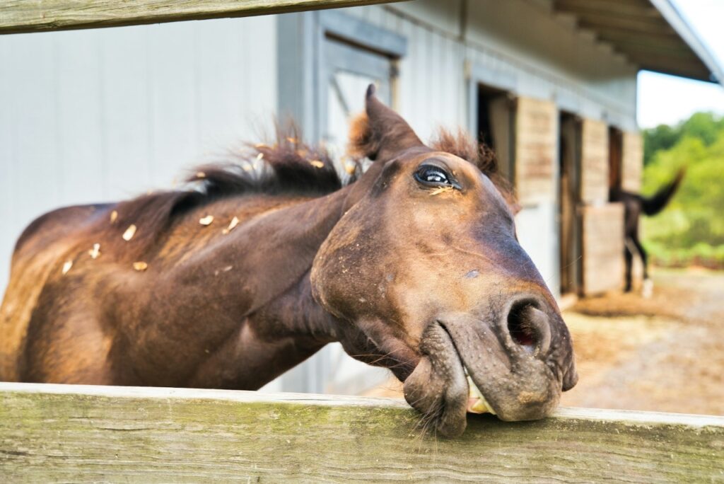 horse body language