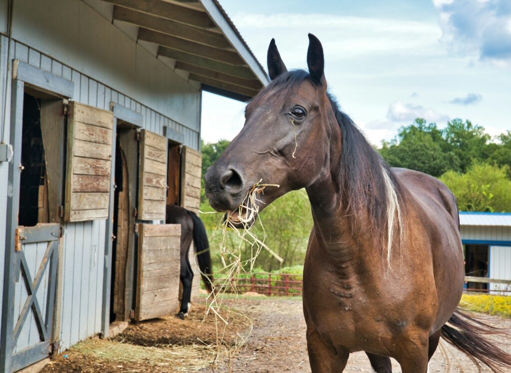 Horse eating