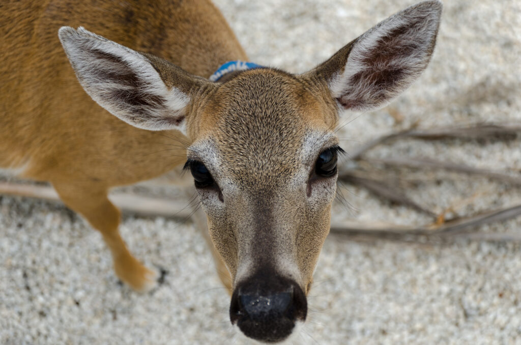 key deer