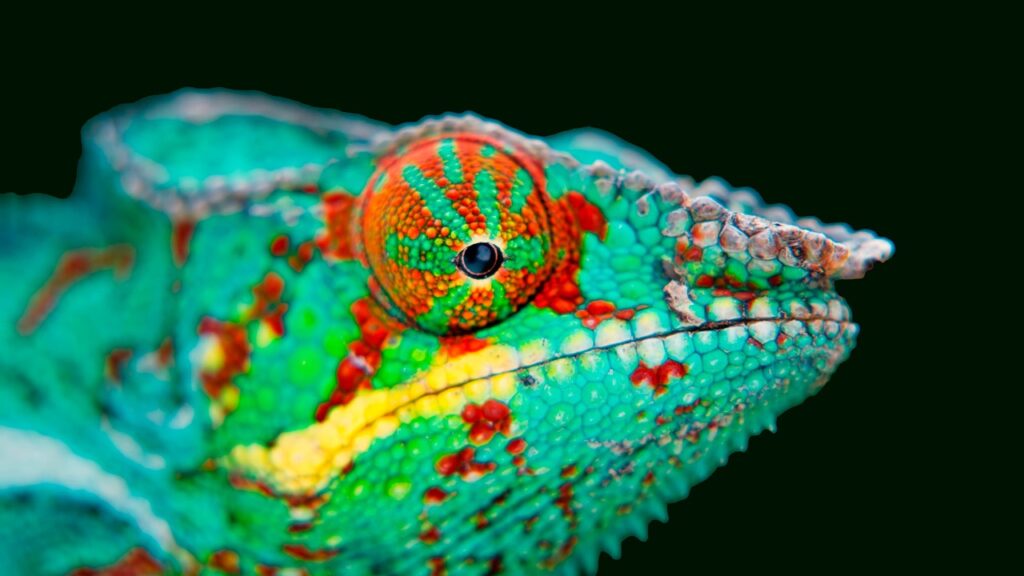 Close-up of a chameleon
