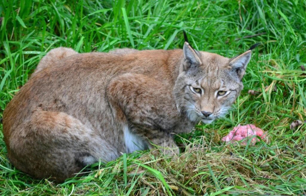 Lynx crouching on grass near raw meat.