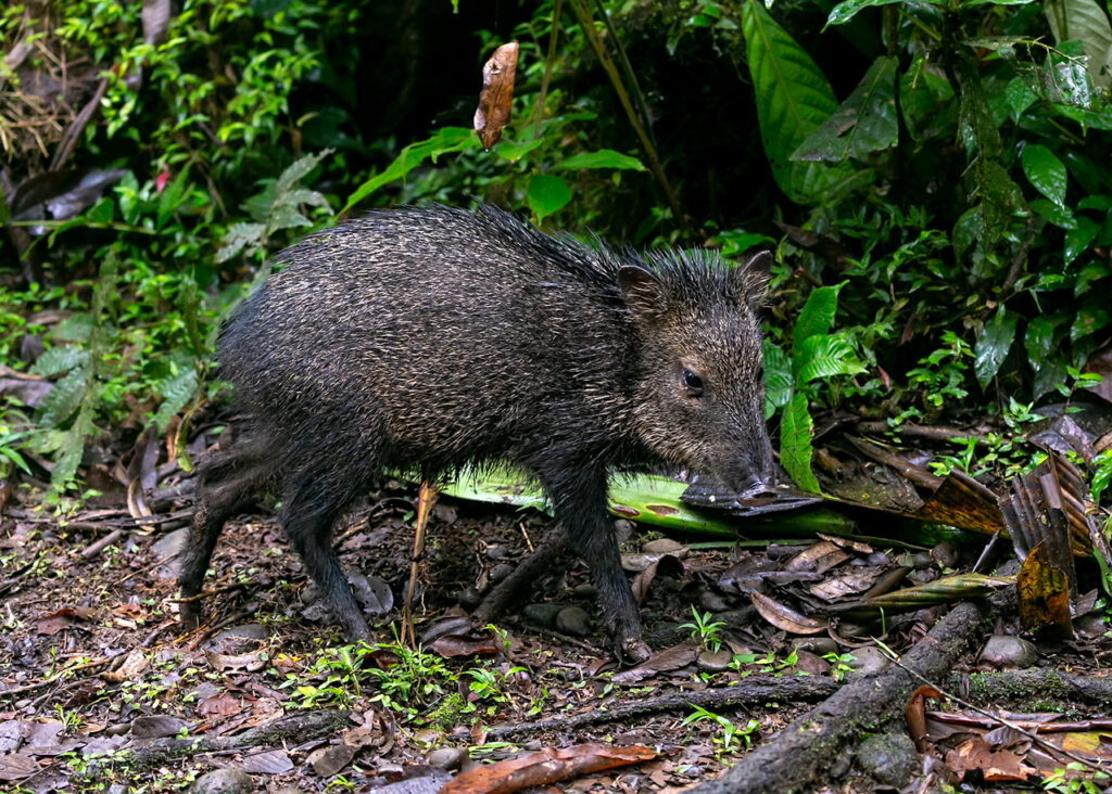 Collared_Peccary