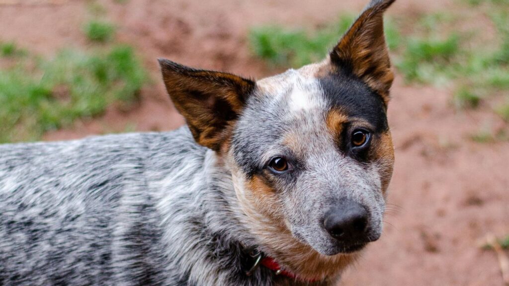 Australian Cattle Dog Blue heeler