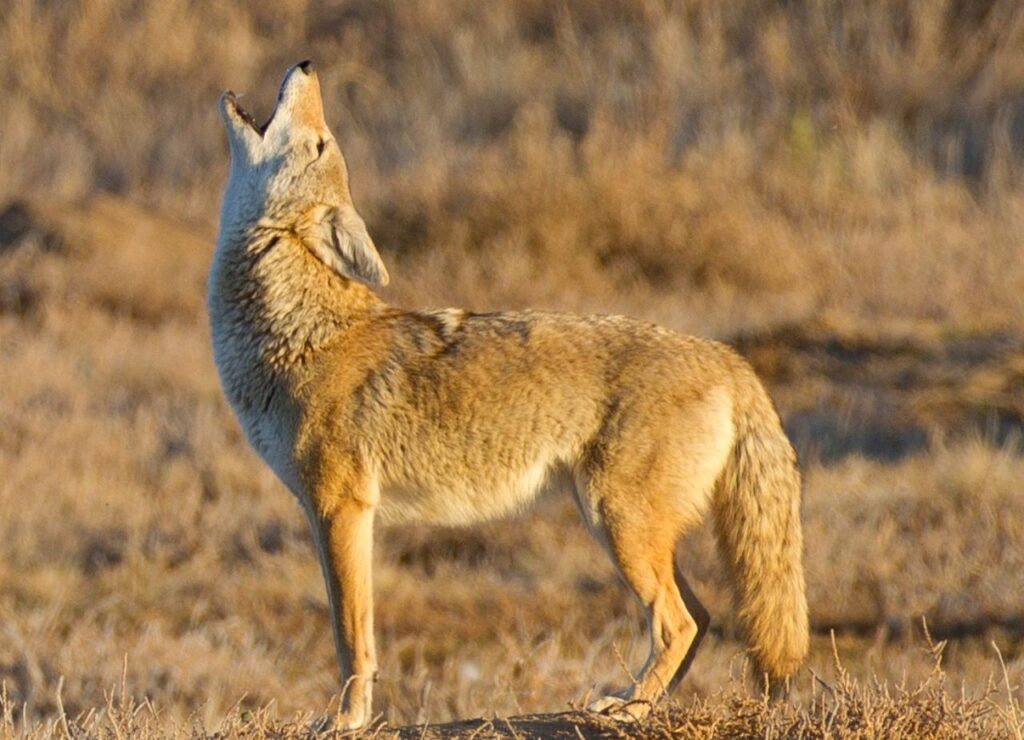 Coyote Howling