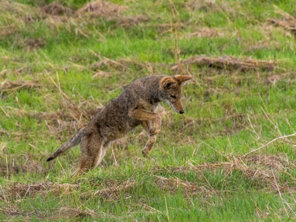 Coyote Scratching Ground