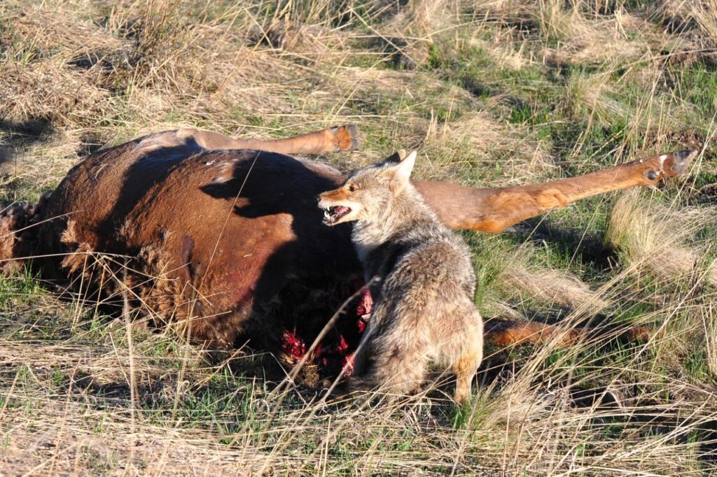 Coyote scavenging