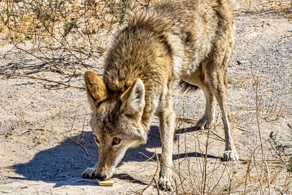 Coyote smelling food