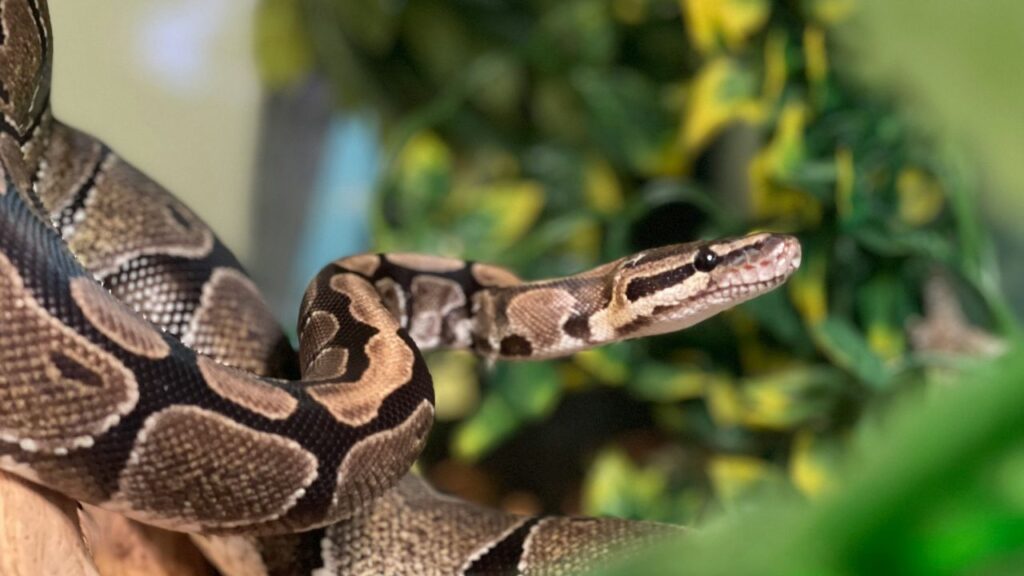 Pet snake