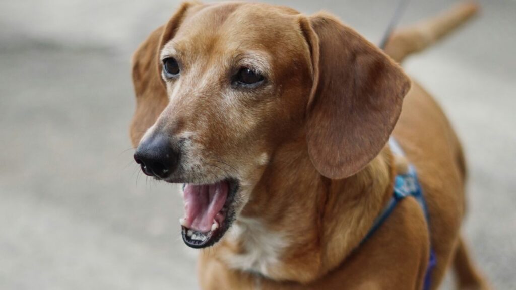 Dachshund Barking