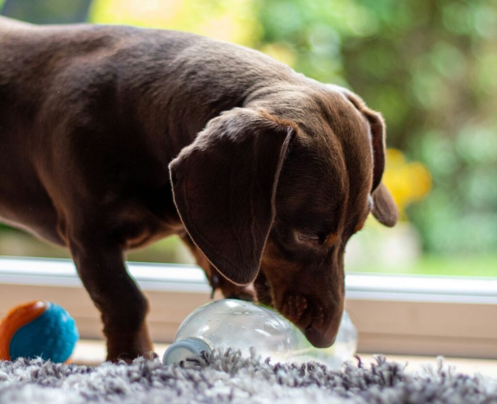 Dachshund Destructive Behavior