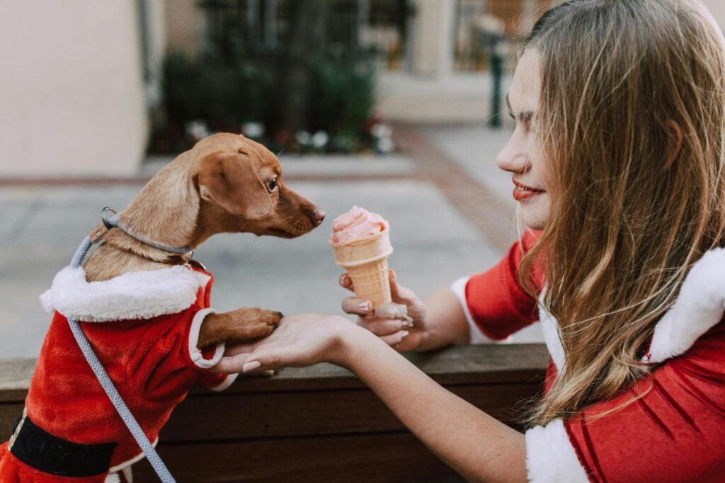 Dachshund