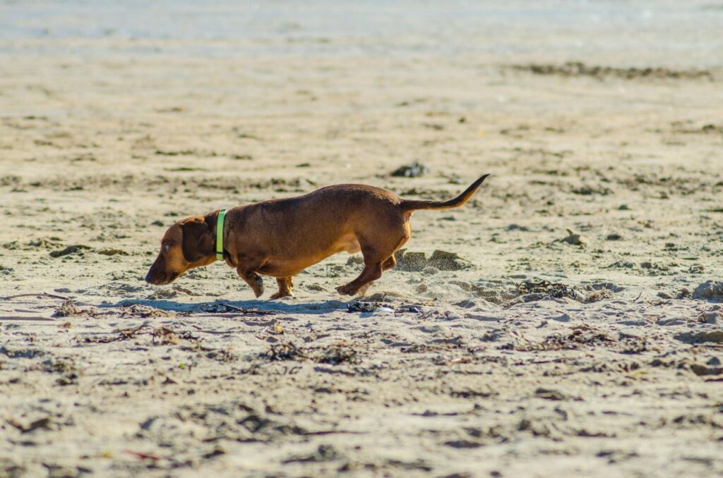 Dachshund digging in search of prey