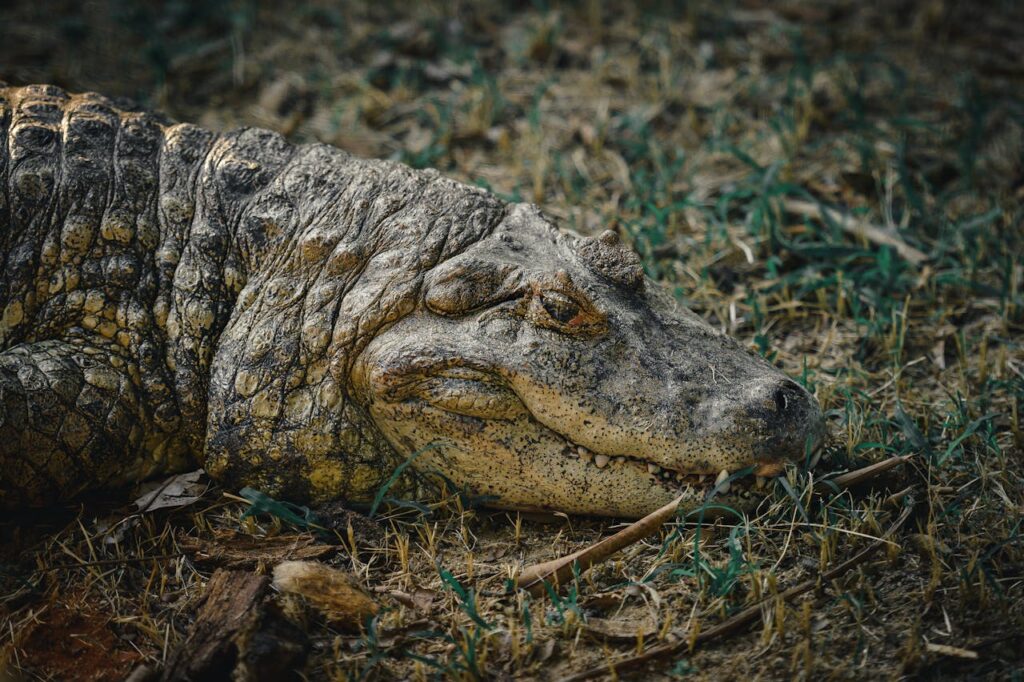 American Alligator