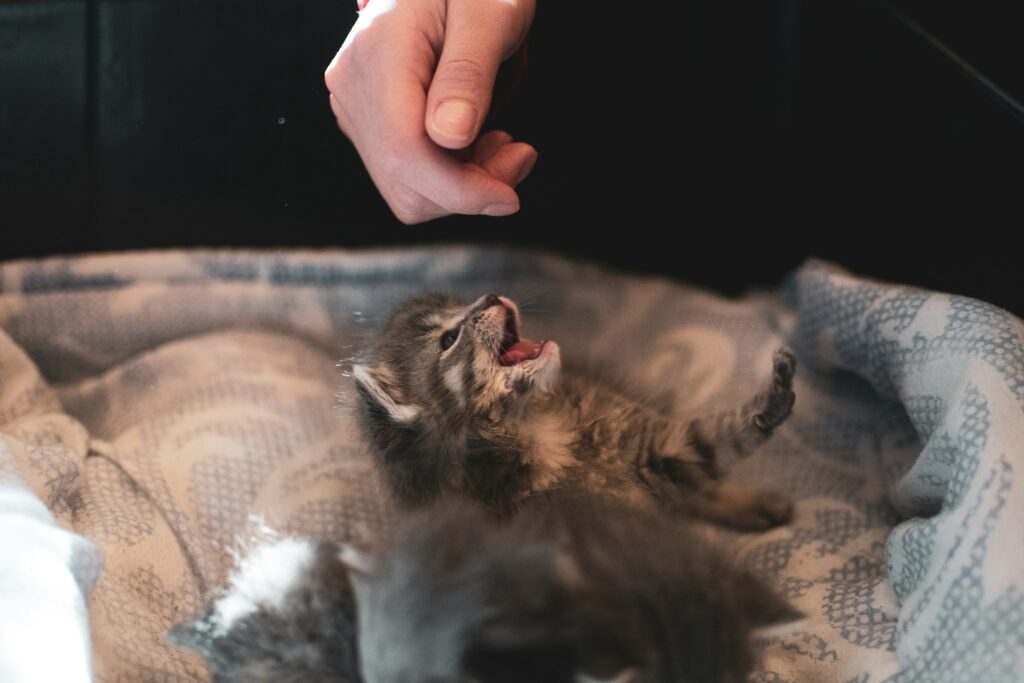 Cat biting kitten