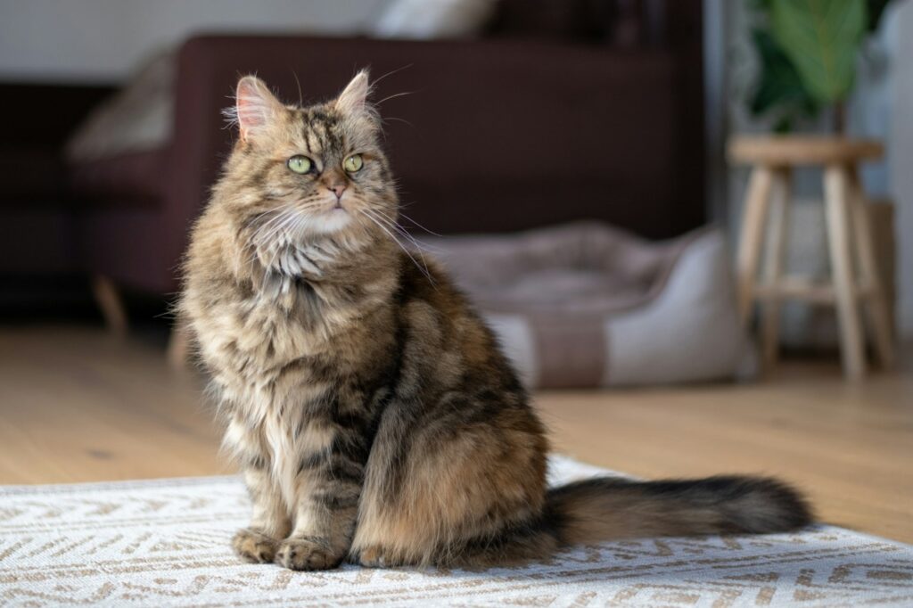 Maine Coon