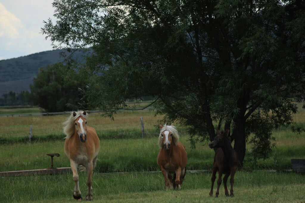 horse running in the wild