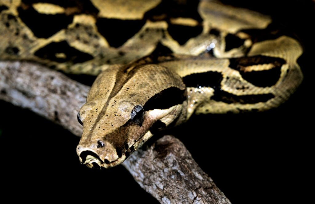 Boa Constrictor