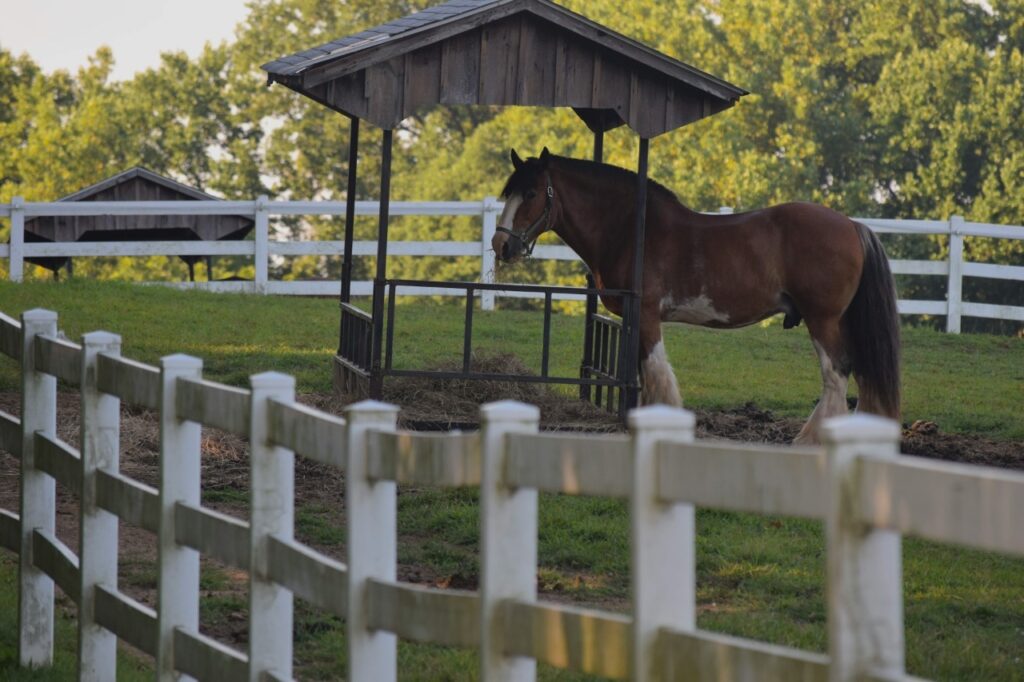 Horse standing near wooden shelter in paddock