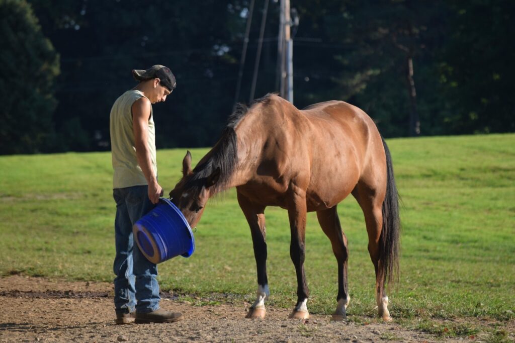 Man feeding brown horse from bucket