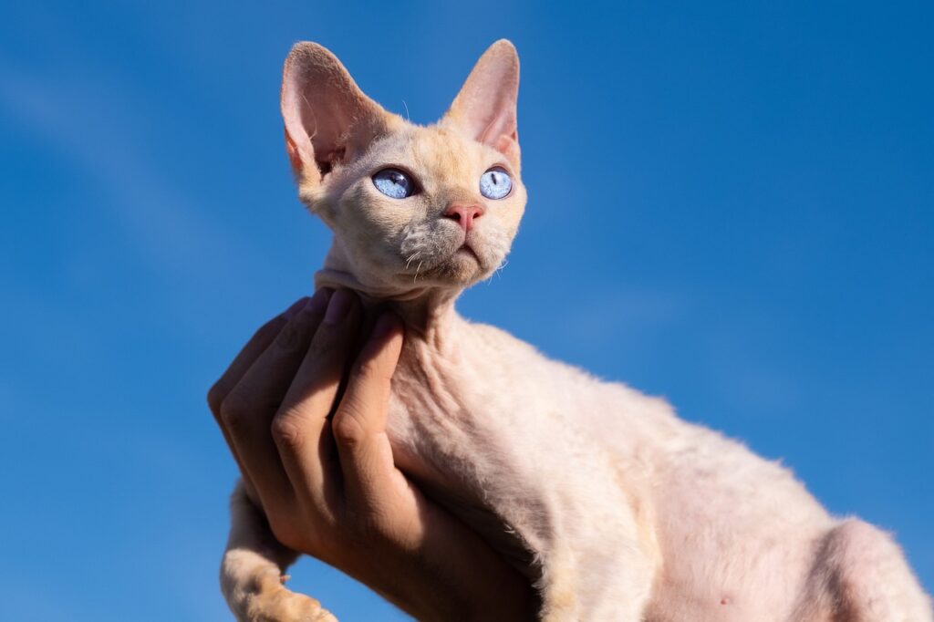 Devon Rex