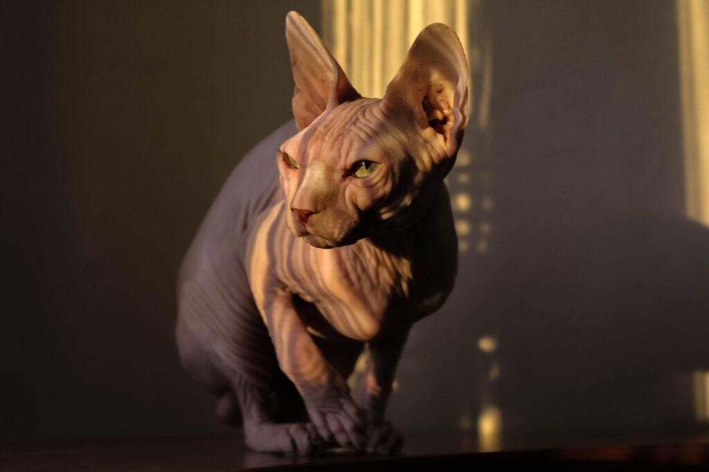 Sphynx cat Sunbath
