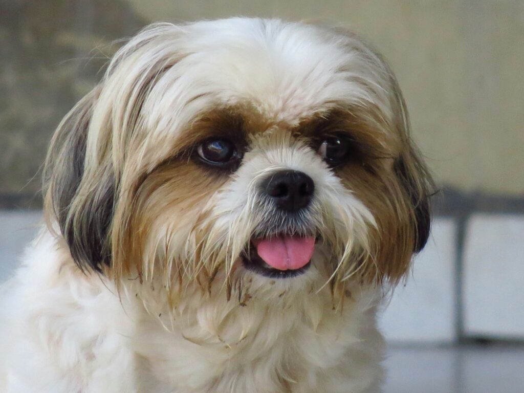 Shihtzu
