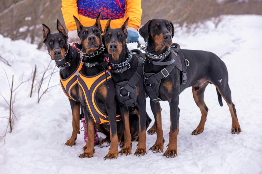 Doberman Pinscher dogs