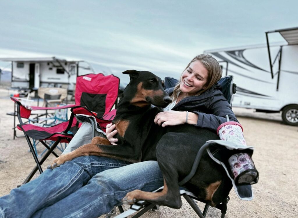 Doberman on lap