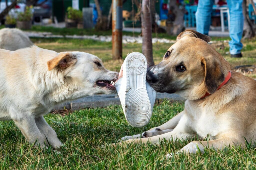 Dogs stealing shoe