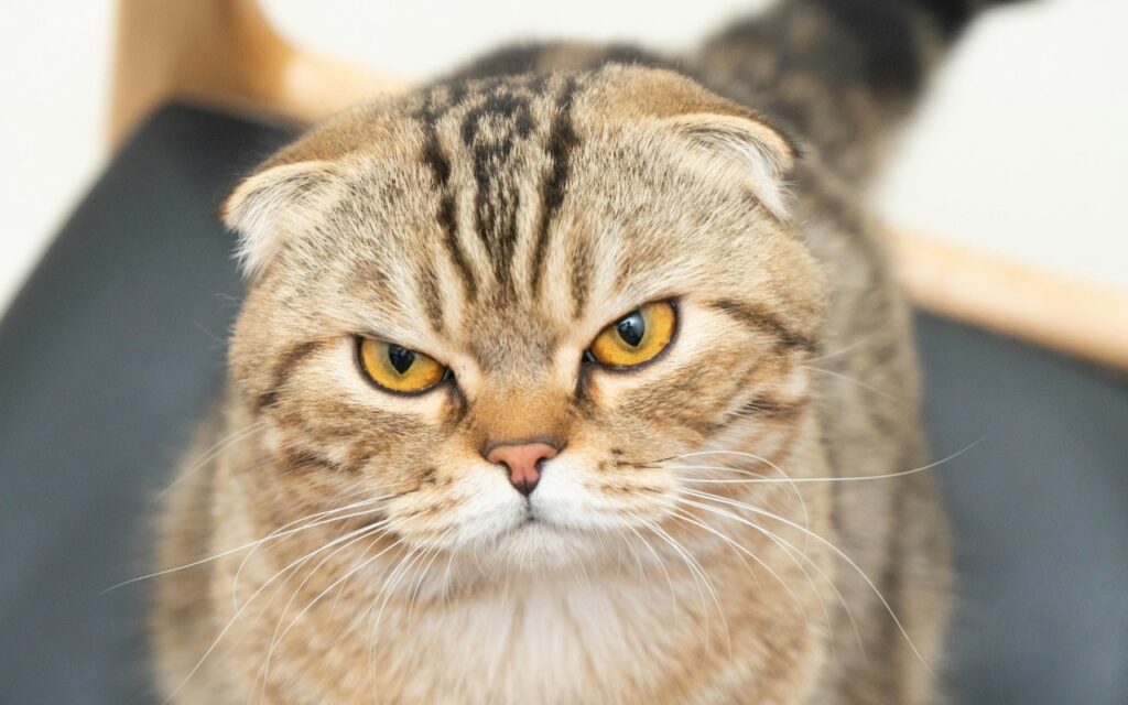 Scottish Fold cat