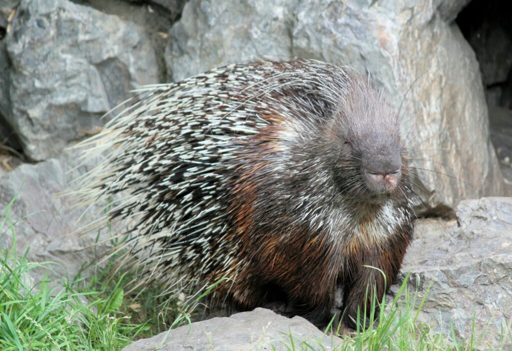 Porcupine
